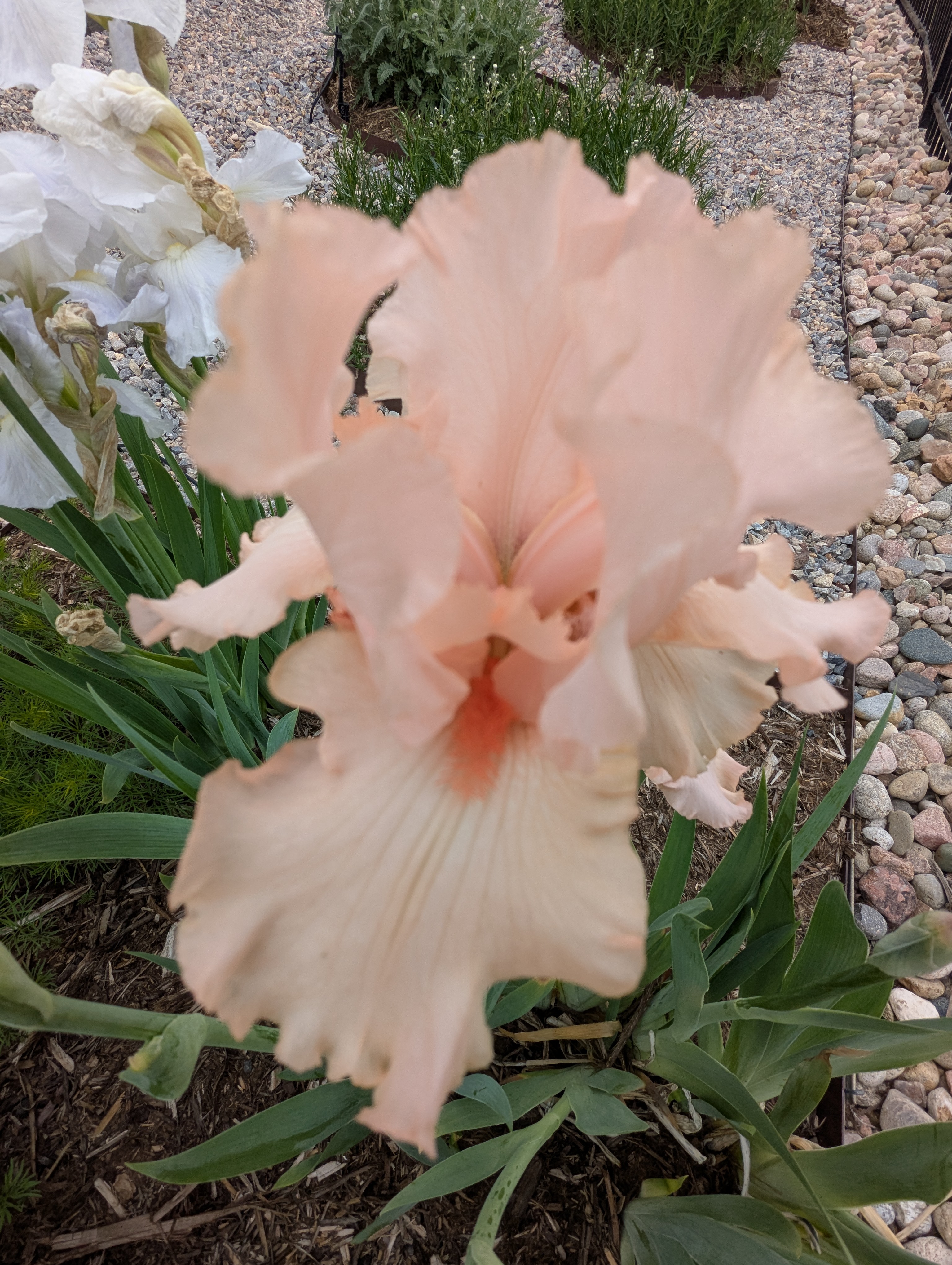 Garden, Flowers, Morrison, Colorado